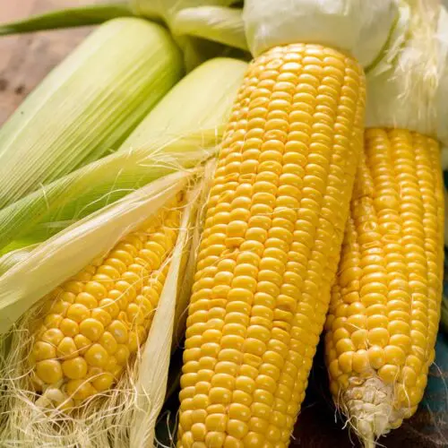 Corn Zoomer Food Sensitivity Test